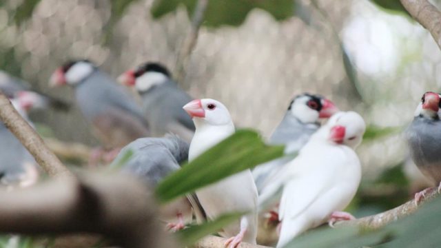 さくら 桜文鳥 文鳥ブログ