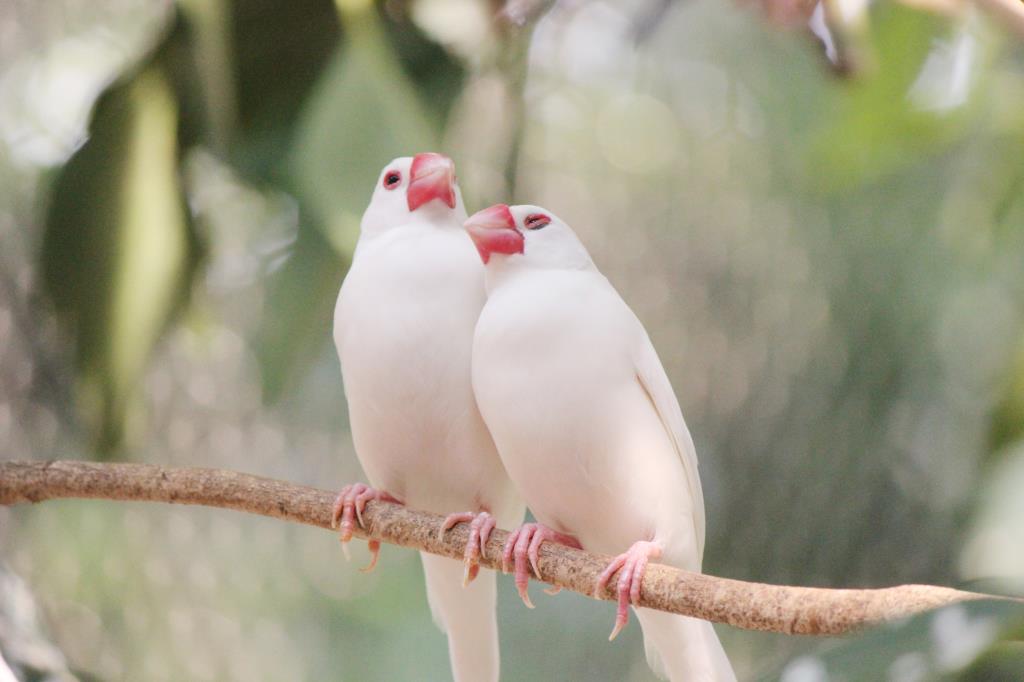 試行錯誤の結果 小屋への帰し方 文鳥ブログ