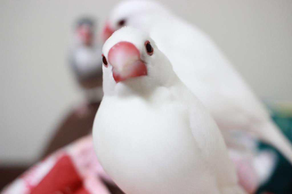 掃除問題 餌の食べ散らかしと放鳥時のフン 文鳥ブログ
